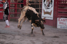 Rodeo!